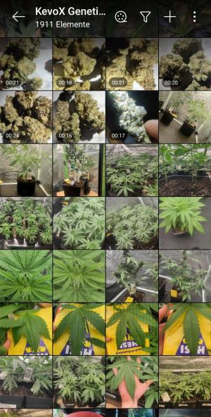 Comment by KevoX_Genetics photo #3