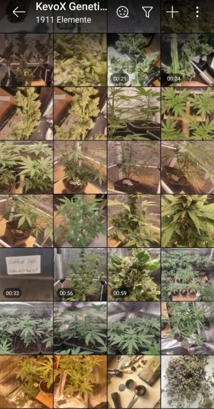 Comment by KevoX_Genetics photo #5