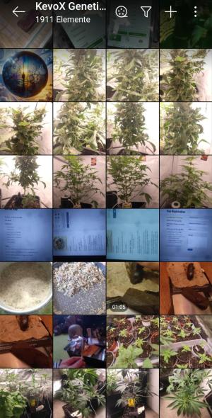 Comment by KevoX_Genetics photo #2