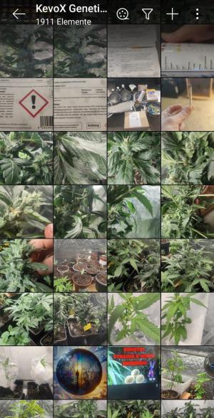 Comment by KevoX_Genetics photo #3