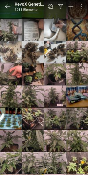 Comment by KevoX_Genetics photo #4