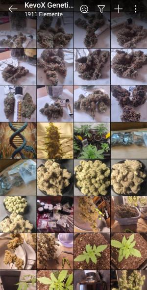 Comment by KevoX_Genetics photo #1