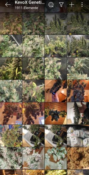 Comment by KevoX_Genetics photo #2