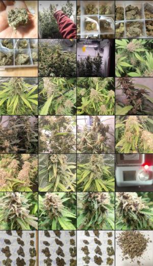 Comment by KevoX_Genetics photo #3