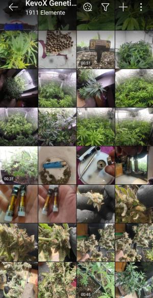 Comment by KevoX_Genetics photo #4