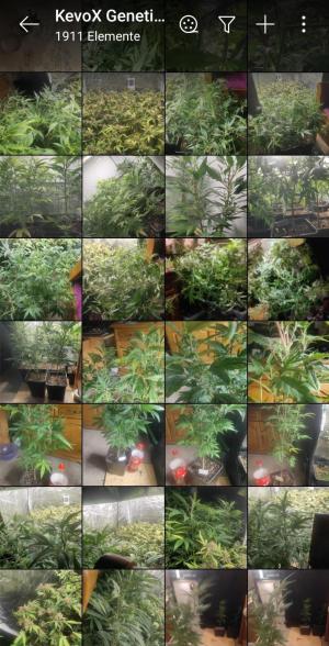 Comment by KevoX_Genetics photo #5