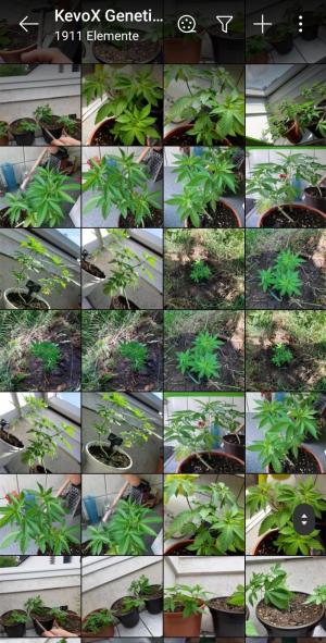 Comment by KevoX_Genetics photo #1