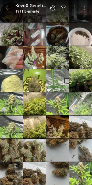 Comment by KevoX_Genetics photo #2