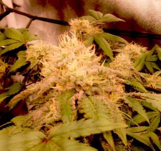 Comment by KevoX_Genetics photo #3