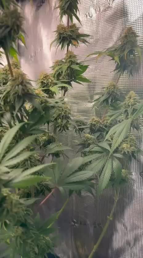 Ztrawberriez Auto & 3x Amnesia