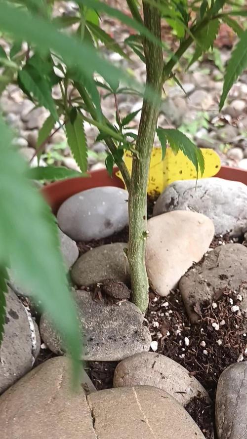 Zombie Kush Outdoor 2025