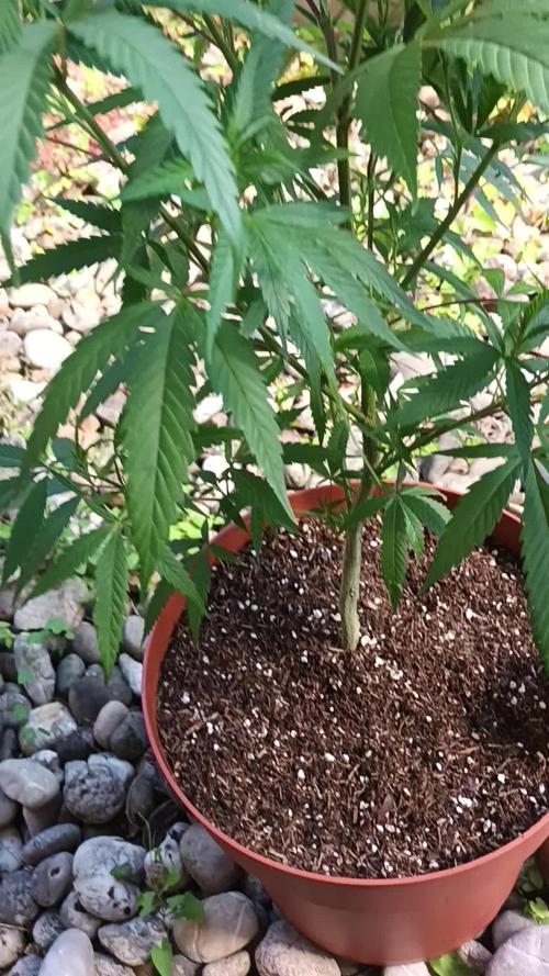 Zombie Kush Outdoor 2025