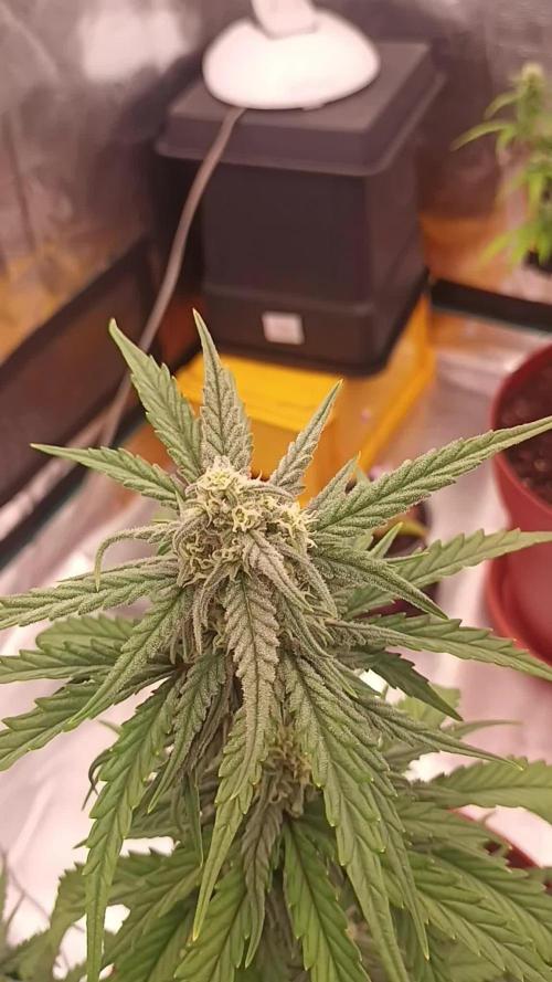 First Time 3 Automatic Strains