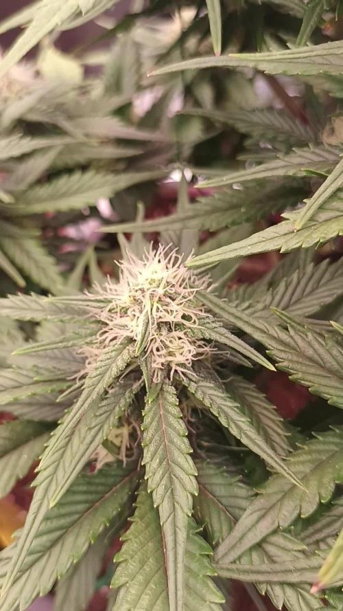 First Time 3 Automatic Strains