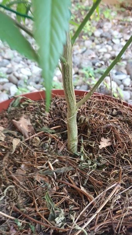 Zombie Kush Outdoor 2025