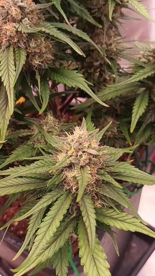 First Time 3 Automatic Strains