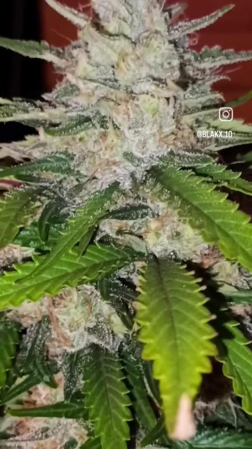 First Time 3 Automatic Strains