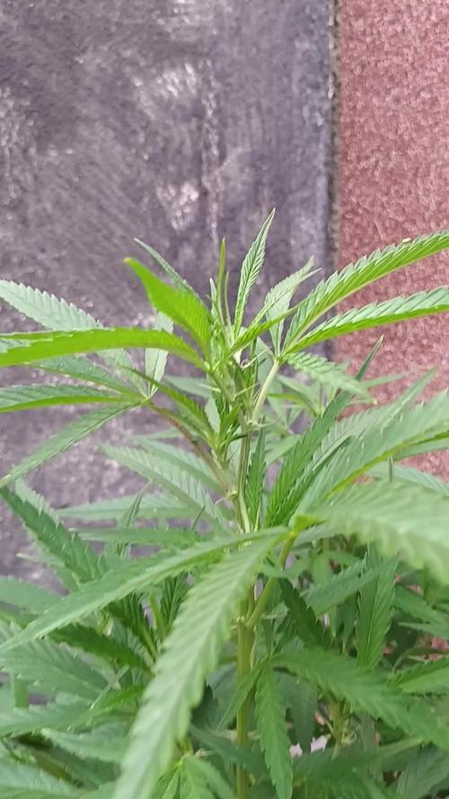 Zombie Kush Outdoor 2025