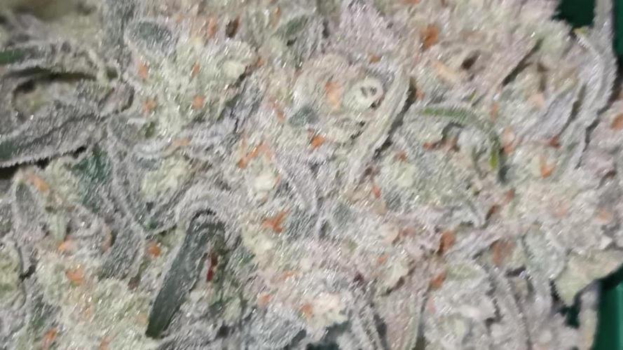 First Time 3 Automatic Strains