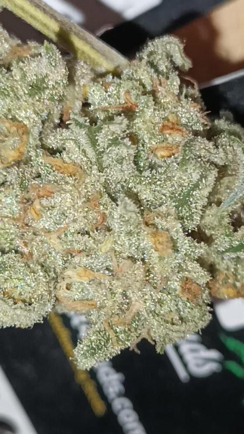 First Time 3 Automatic Strains
