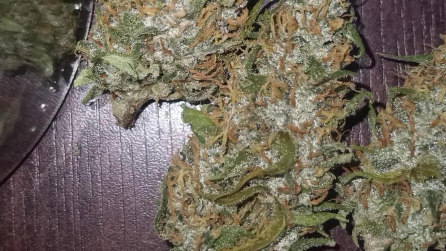 First Time 3 Automatic Strains