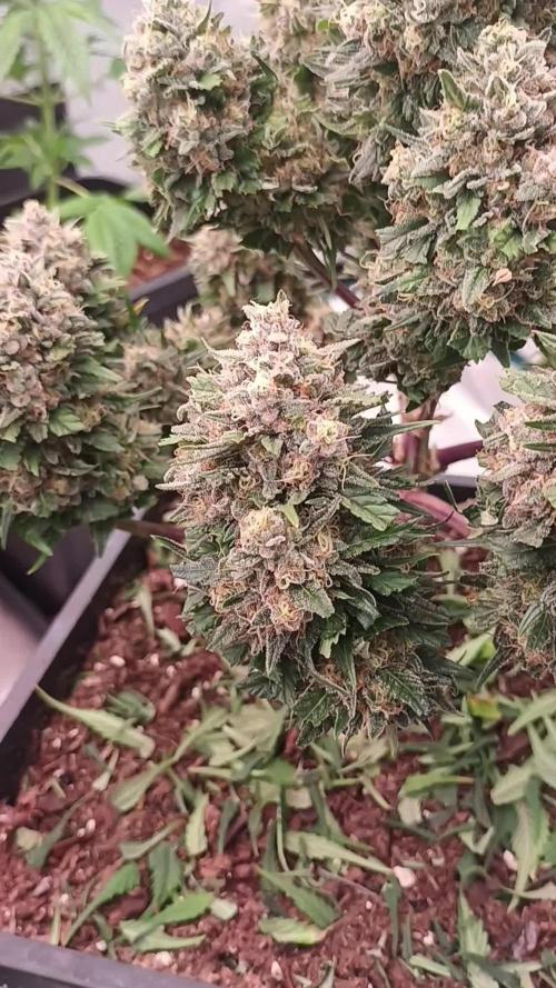 First Time 3 Automatic Strains