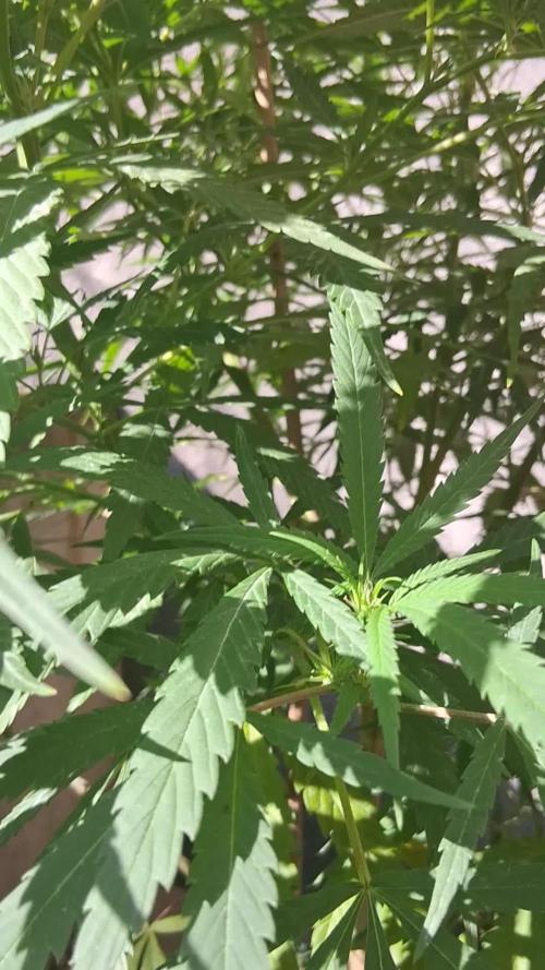 Zombie Kush Outdoor 2025