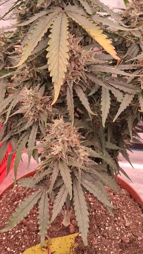 Second Time  3 Autoflower Strains