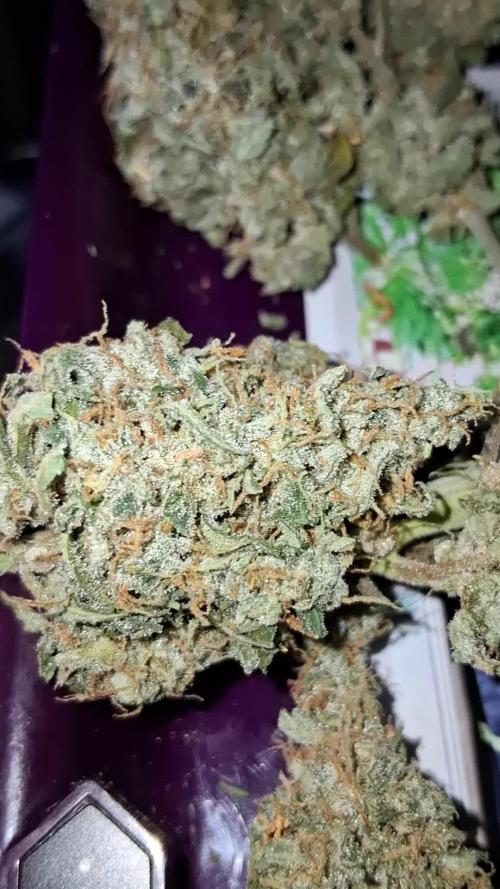 Second Time  3 Autoflower Strains