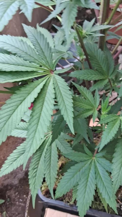 Fast Version A the quickie with SSSC