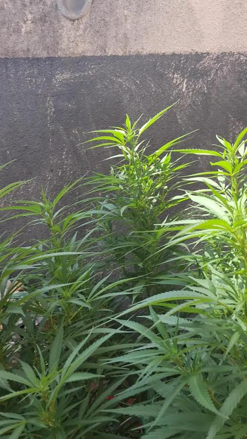 Zombie Kush Outdoor 2025