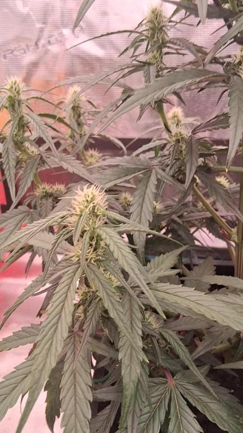 Alderaan Cookies Automatic from V-Buds