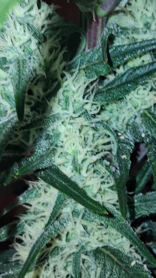 Alderaan Cookies Automatic from V-Buds