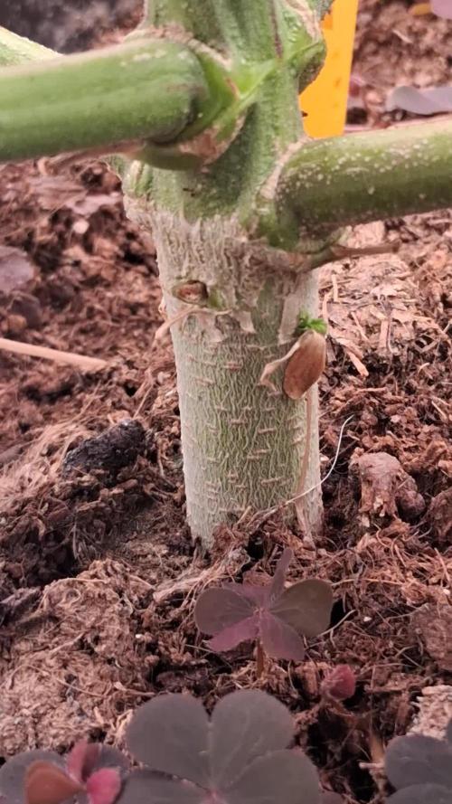 Auto Divine Rapier from Divine Seeds