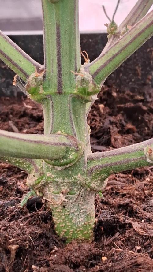 Alderaan Cookies Automatic from V-Buds