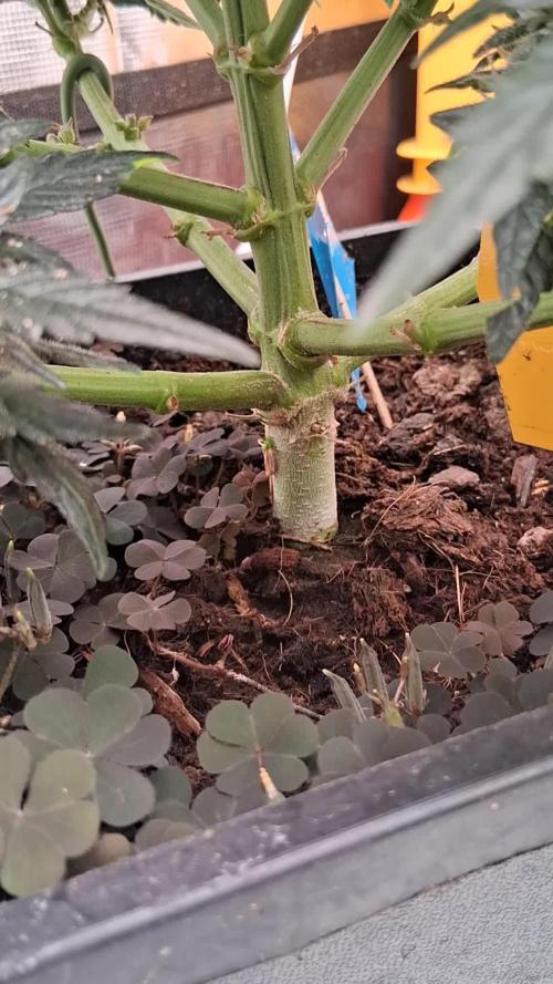 Auto Divine Rapier from Divine Seeds