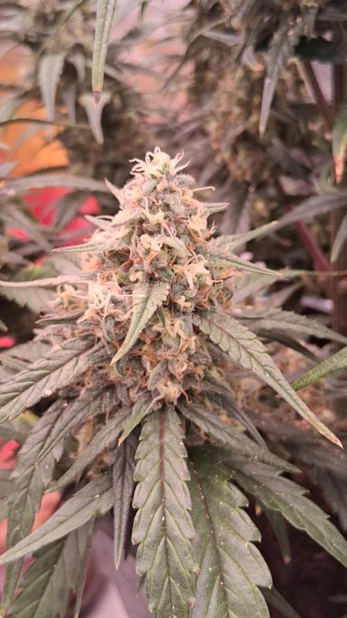 Alderaan Cookies Automatic from V-Buds