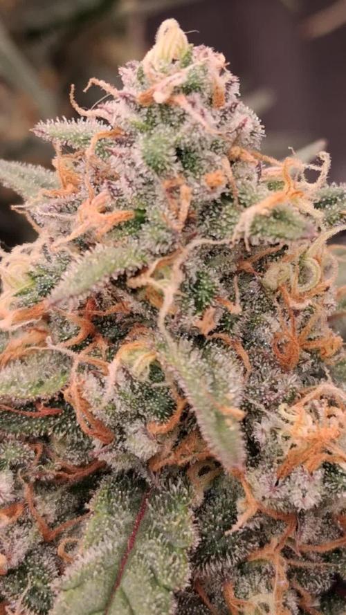 Alderaan Cookies Automatic from V-Buds