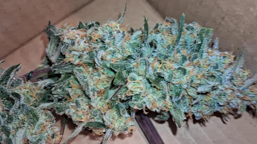 Alderaan Cookies Automatic from V-Buds