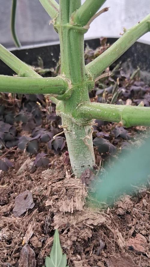 Auto Divine Rapier from Divine Seeds