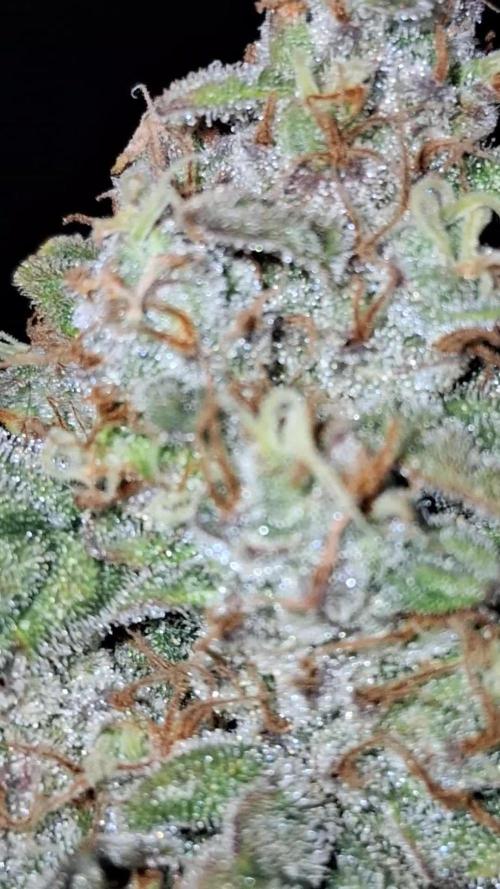 Auto Divine Rapier from Divine Seeds