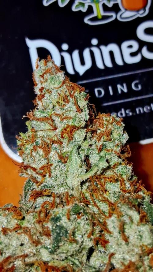 Auto Divine Rapier from Divine Seeds