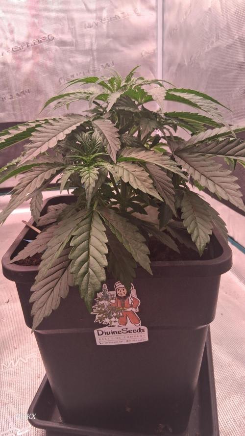 Auto BlaKX Opium. Week 3