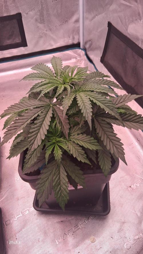 Auto BlaKX Opium. Week 3