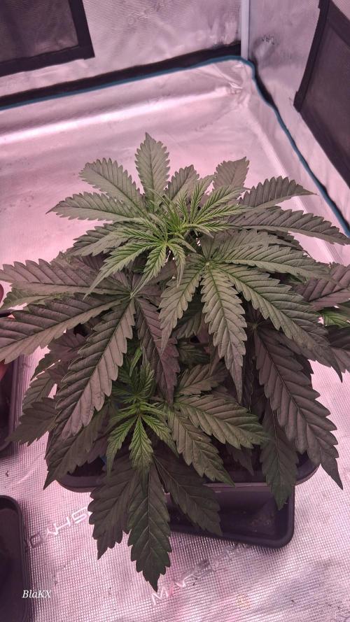 Auto BlaKX Opium. Week 3