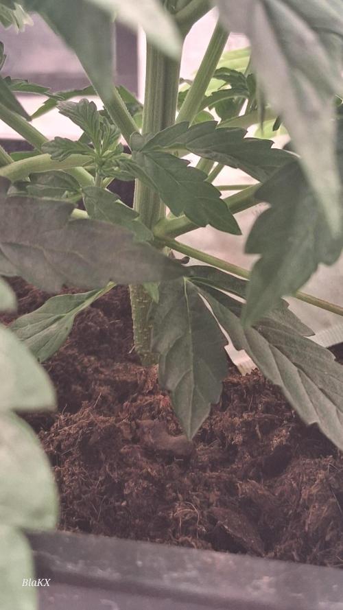 Auto BlaKX Opium. Week 3