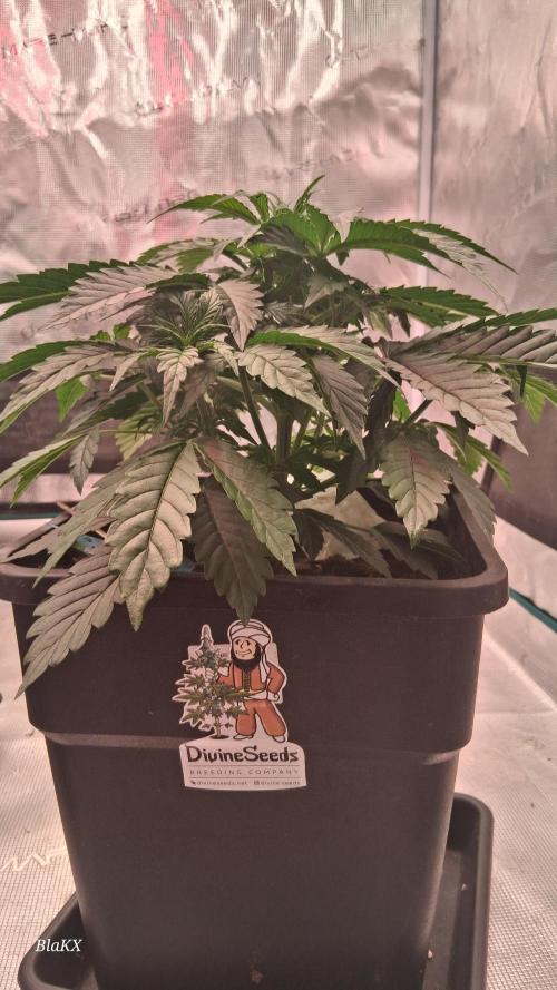 Auto BlaKX Opium. Week 3