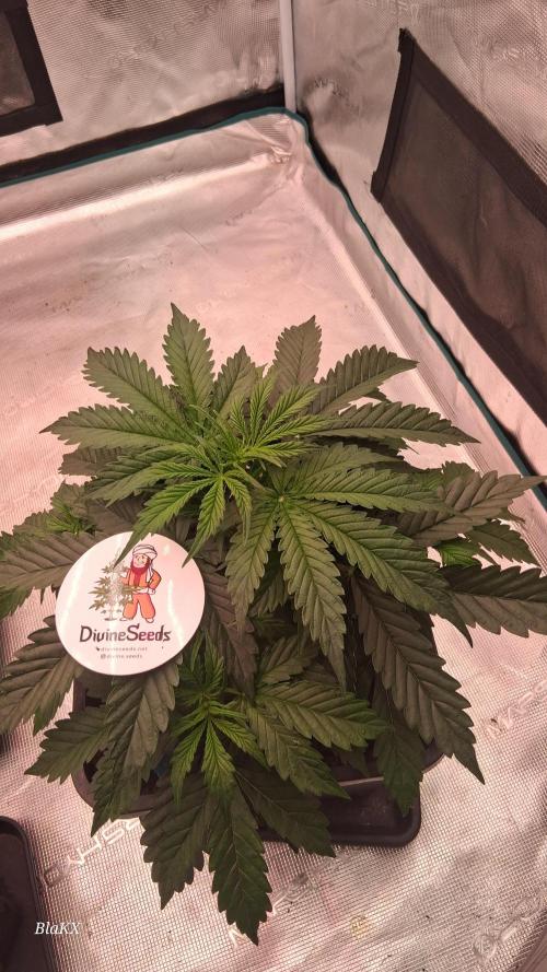 Auto BlaKX Opium. Week 3