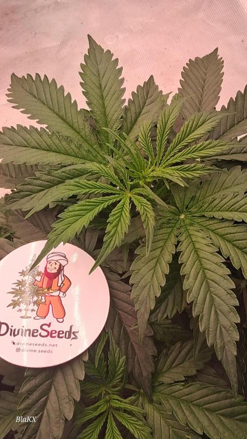 Auto BlaKX Opium. Week 3