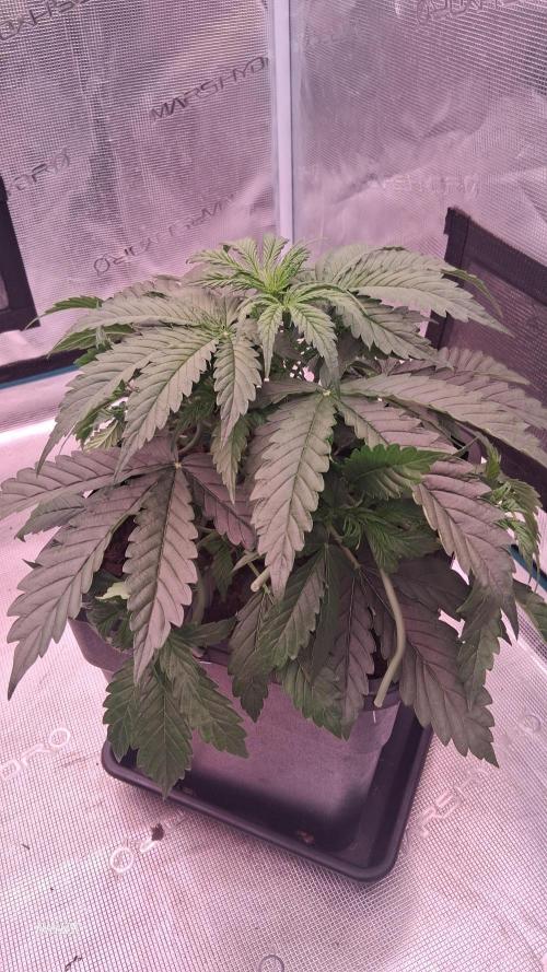 Auto BlaKX Opium. Week 3